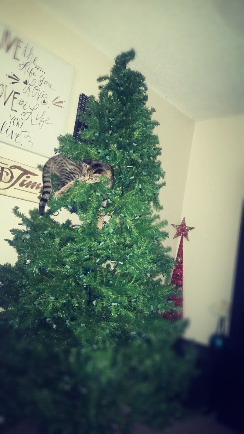 Whatever, I'm The Star