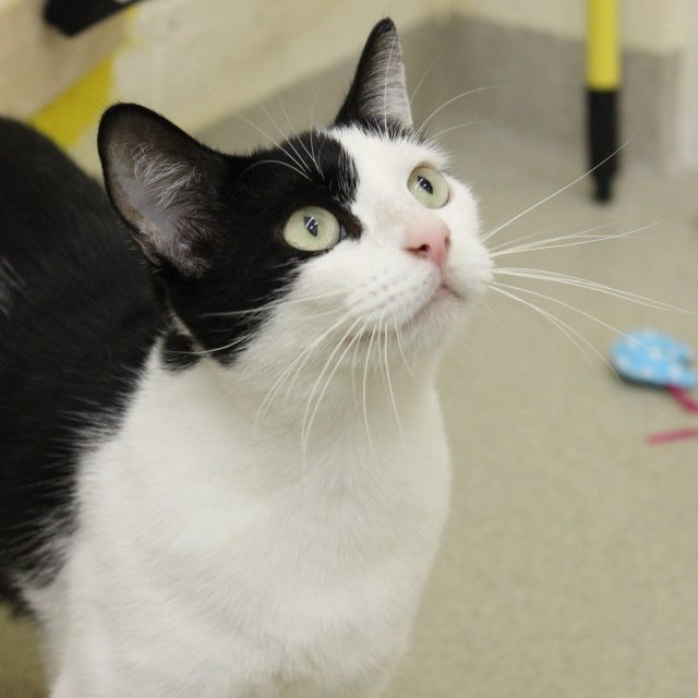Meet Courtney, Available For Adoption At The Humane Society Of Vero Beach And In