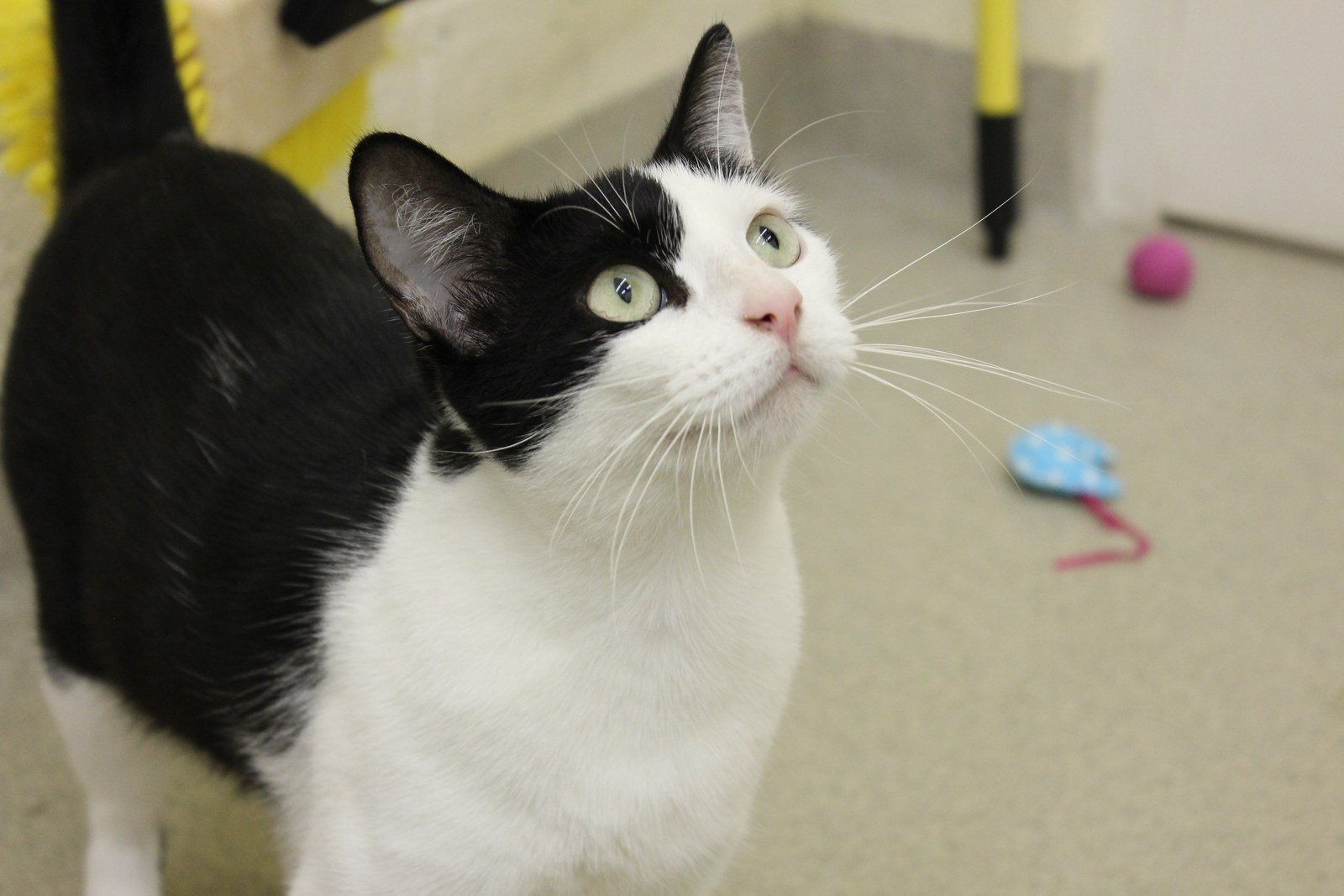 Meet Courtney, Available For Adoption At The Humane Society Of Vero Beach And In