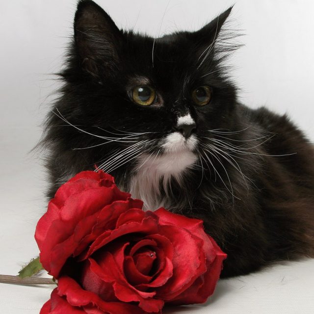 Miss Bootsie With A Rose
