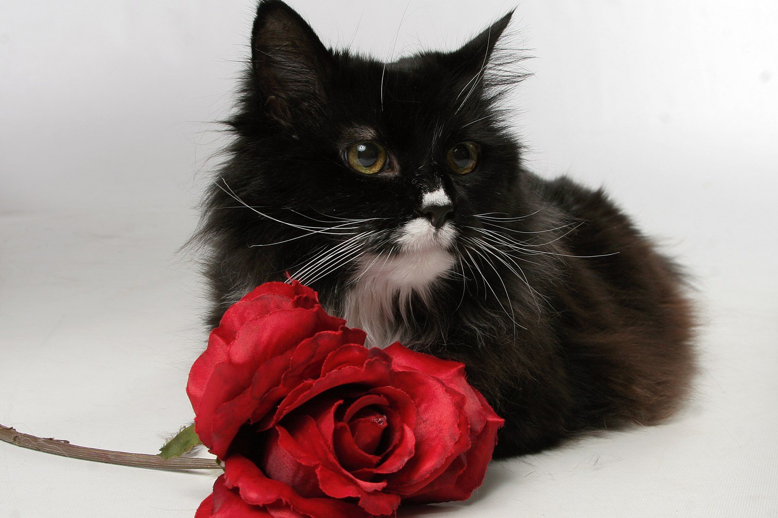 Miss Bootsie With A Rose