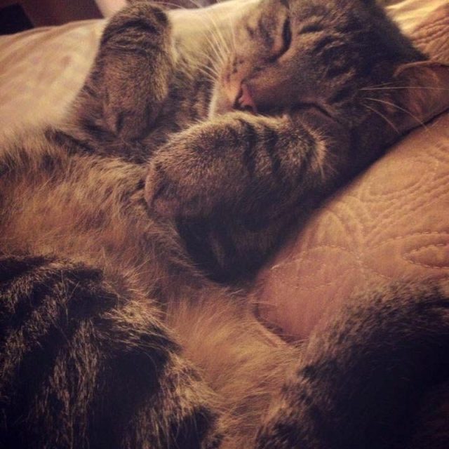 Ziggy In His "I Want Belly Rubs" Position