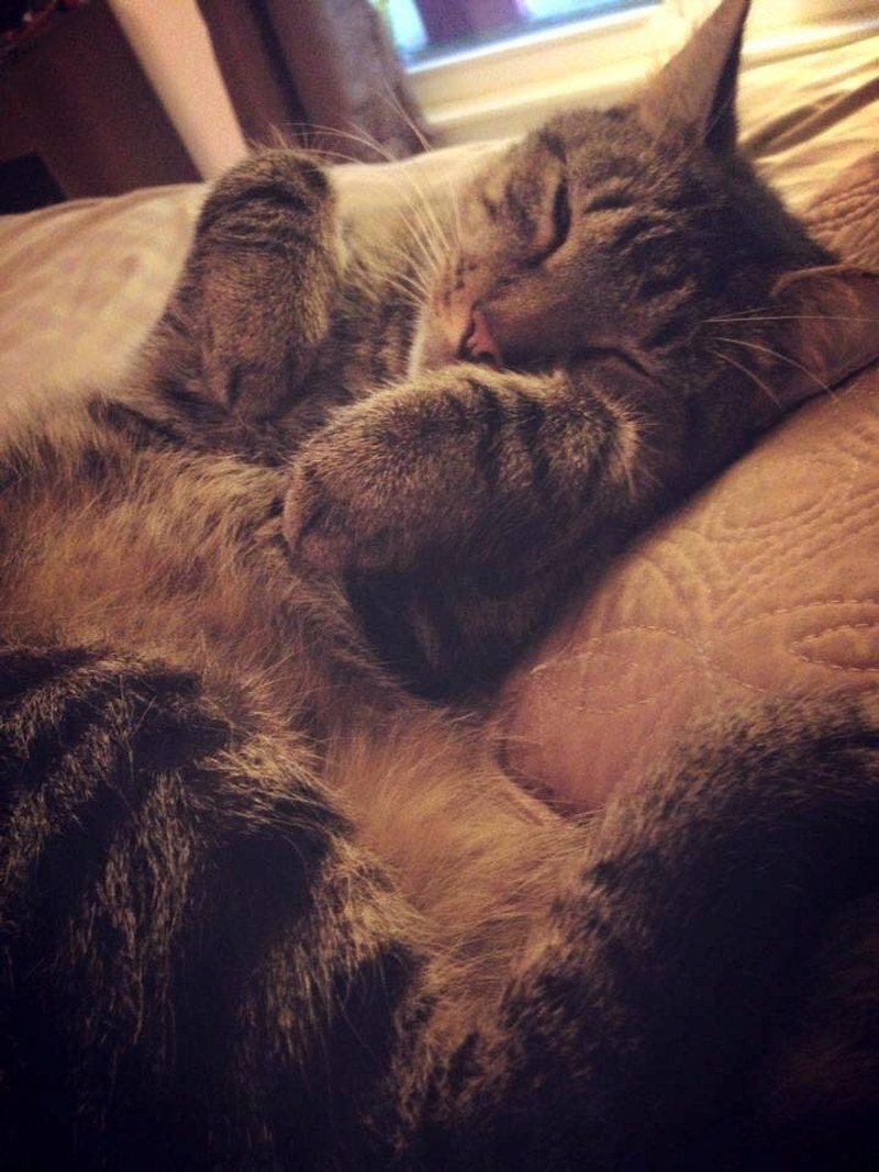 Ziggy In His "I Want Belly Rubs" Position