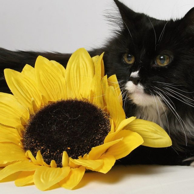 Miss Bootsie And Sunflower