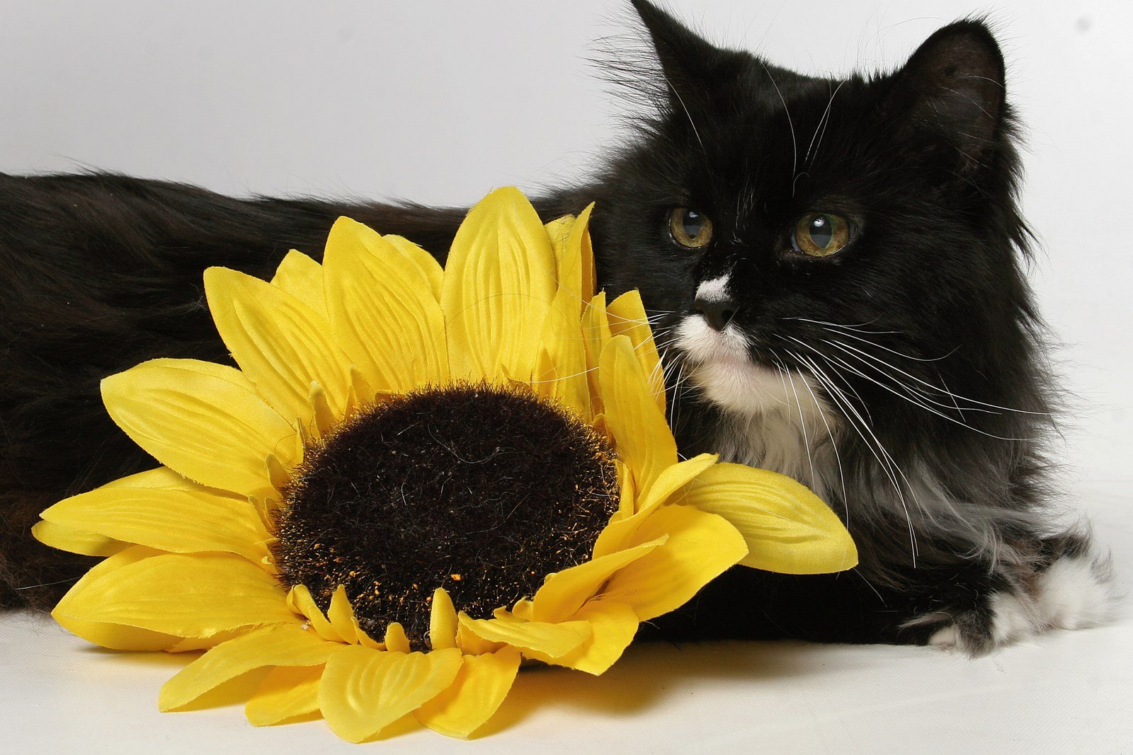 Miss Bootsie And Sunflower