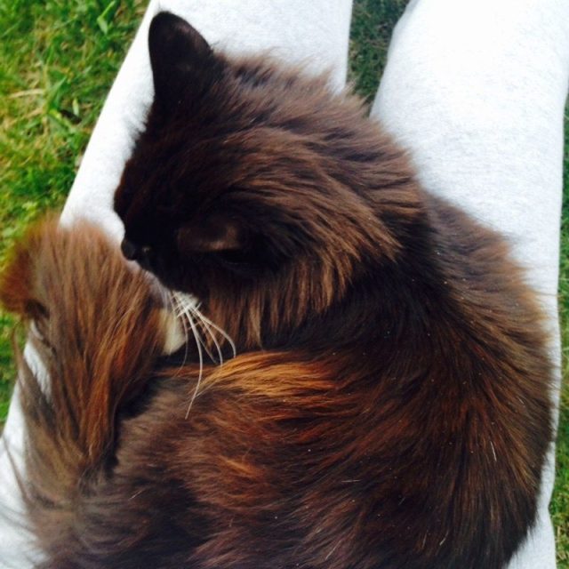 Sleepy Kitty