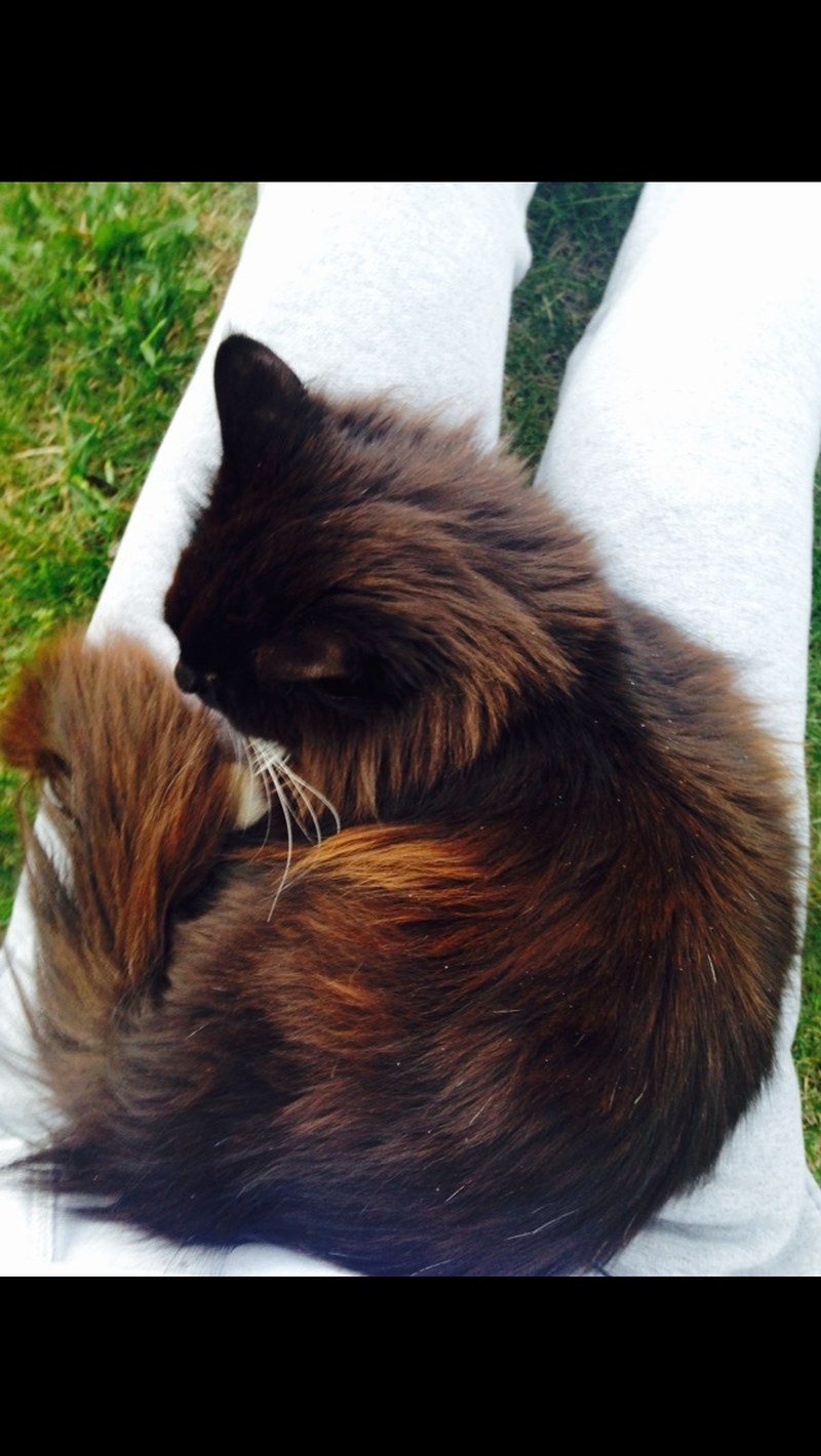Sleepy Kitty