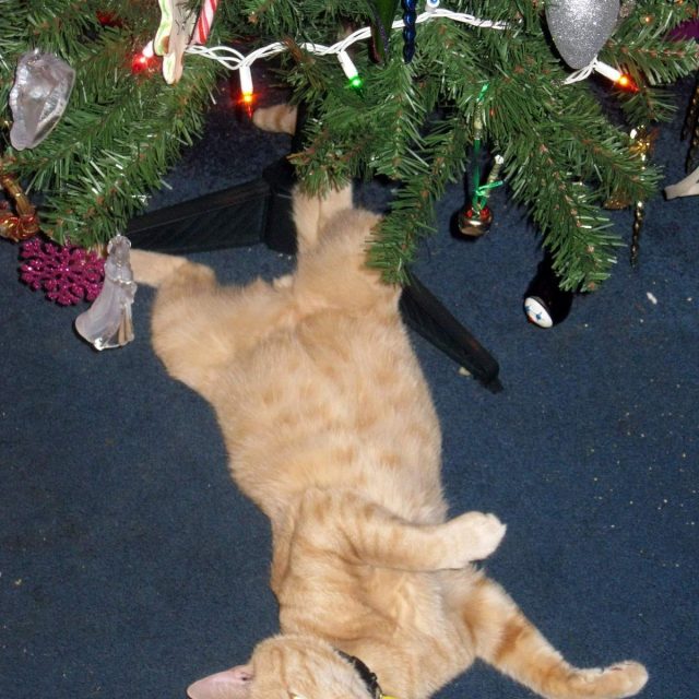 Christmas Is For Cats