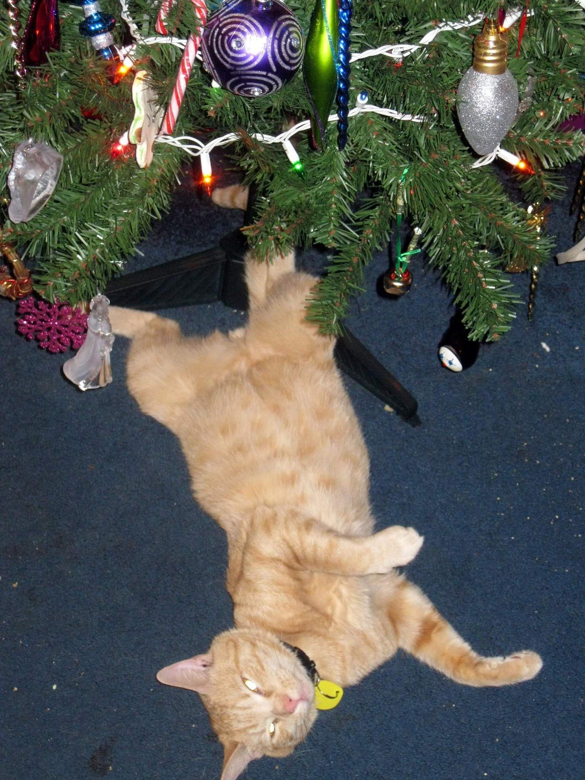 Christmas Is For Cats