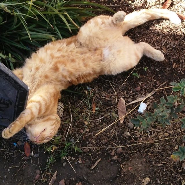 Jaxson Rolling Around In The Plants Around Halloween Time
