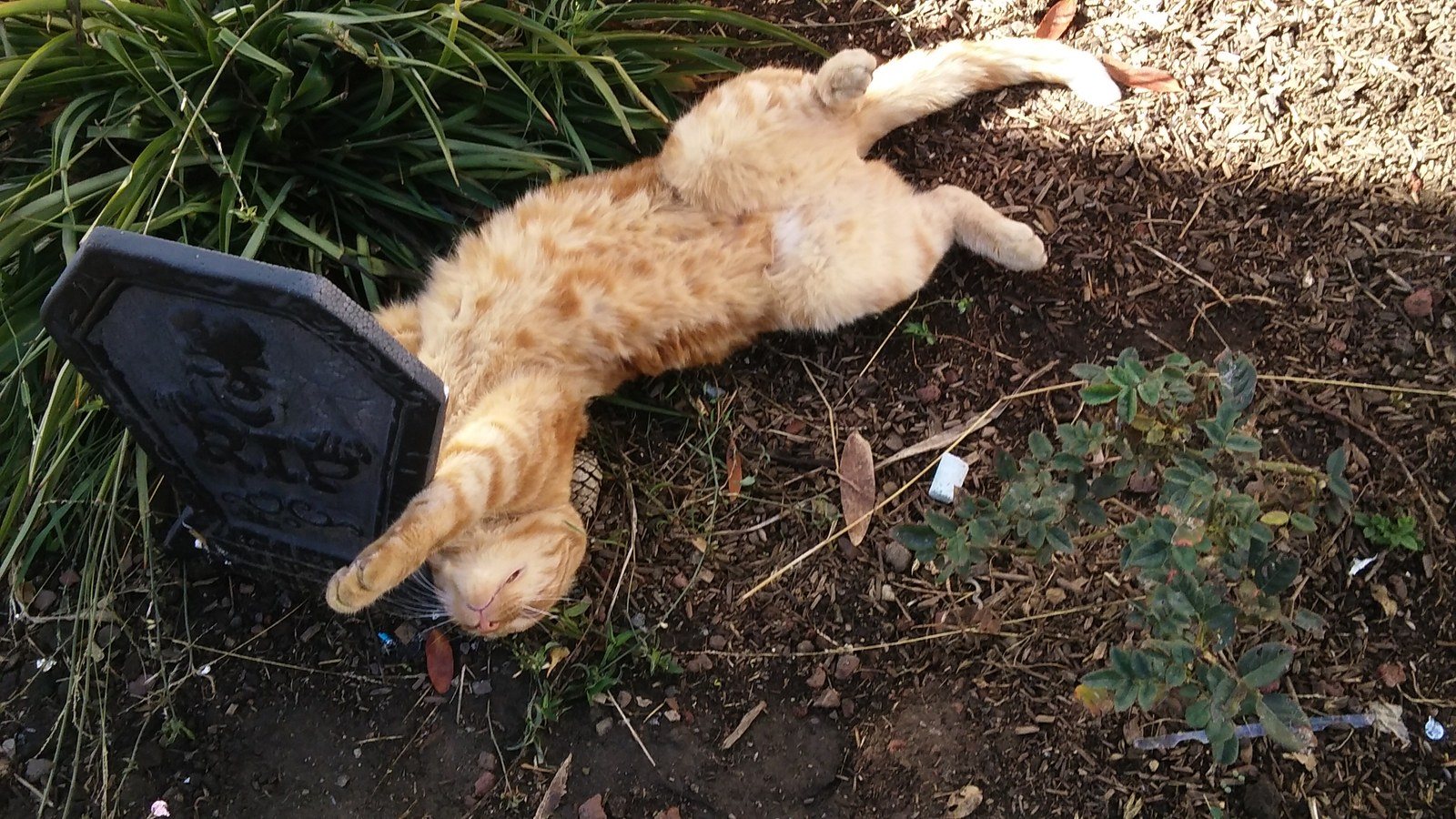 Jaxson Rolling Around In The Plants Around Halloween Time