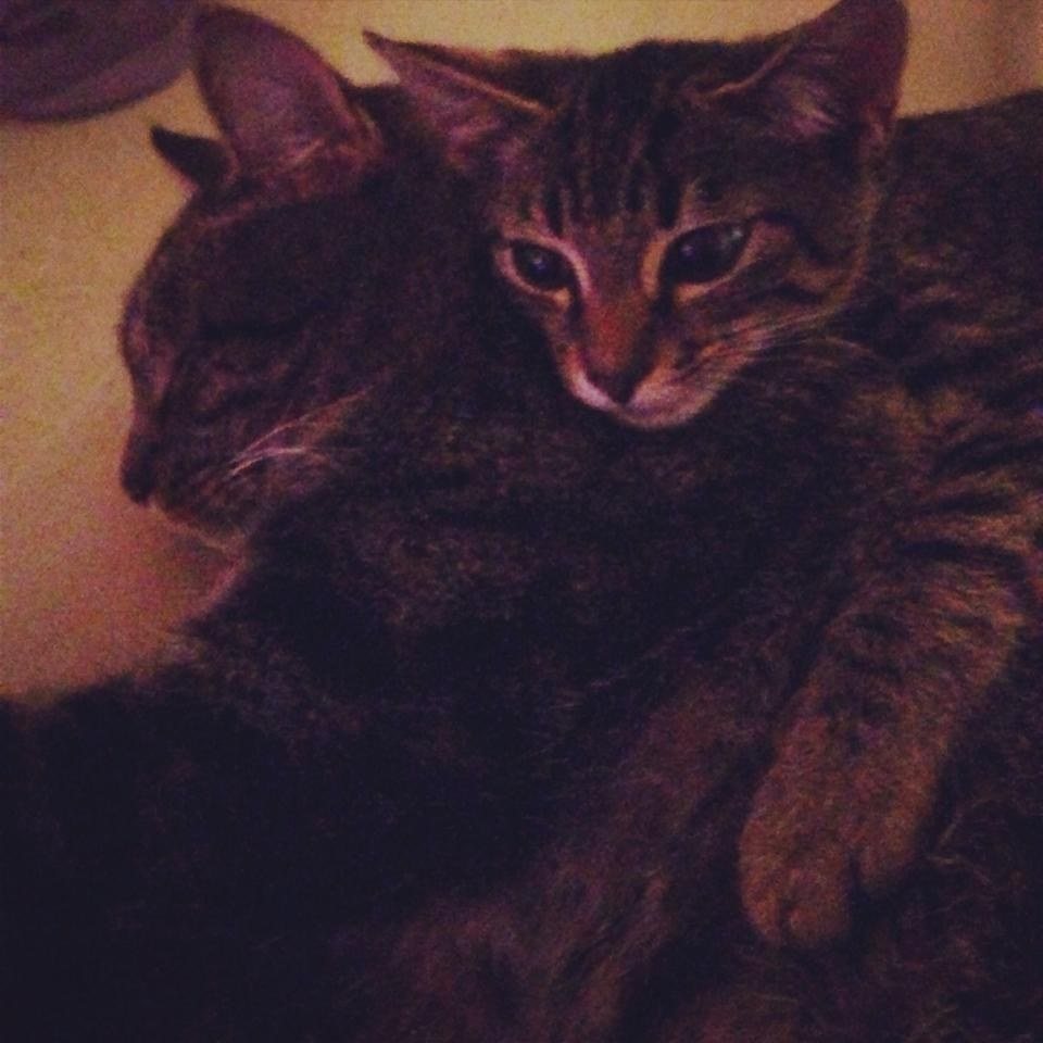 Ziggy And Bowie Giving Each Other Lovins