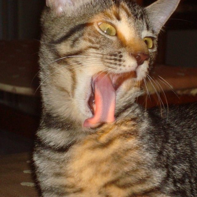 Roar!