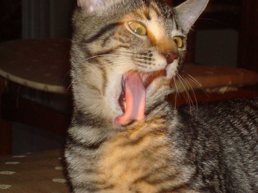 Roar!
