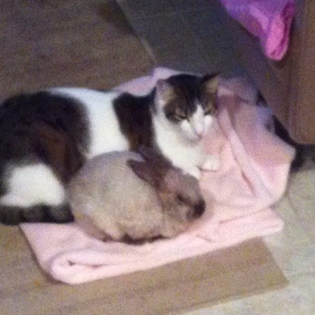 BooBoo & The Bun