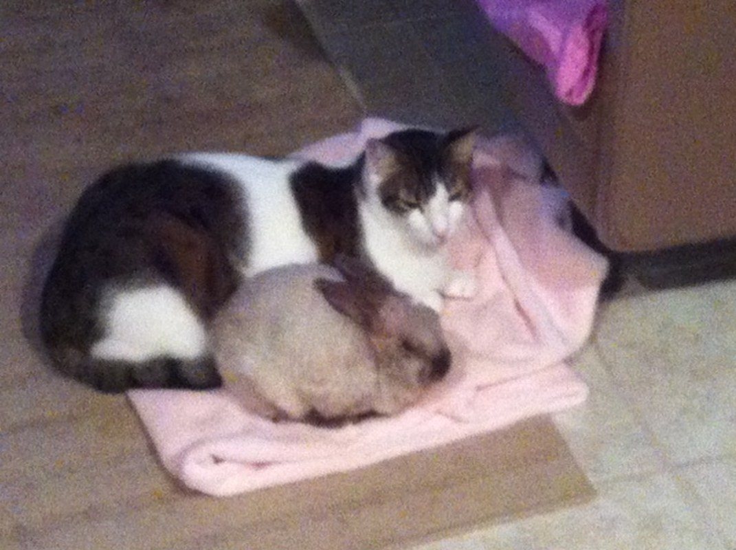 BooBoo & The Bun