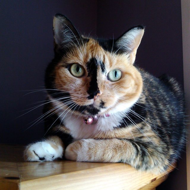 Pretty Girl