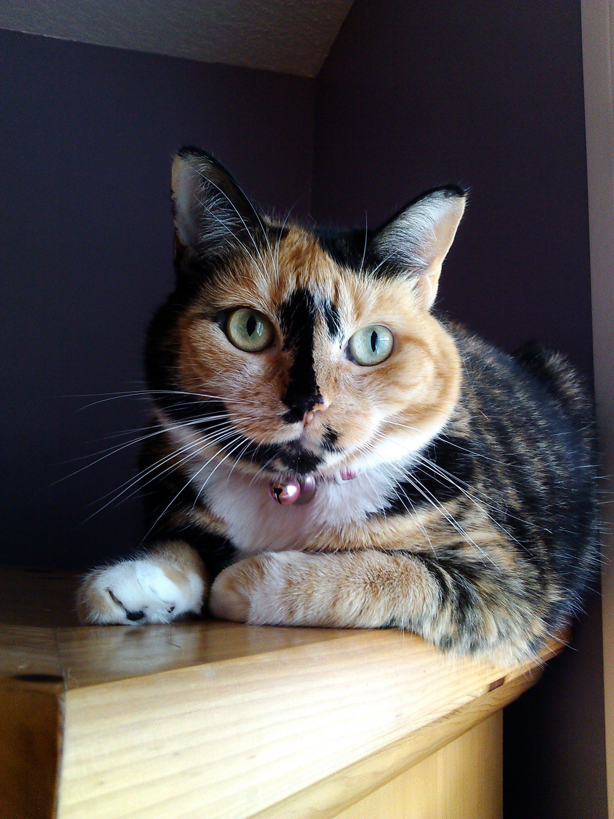 Pretty Girl