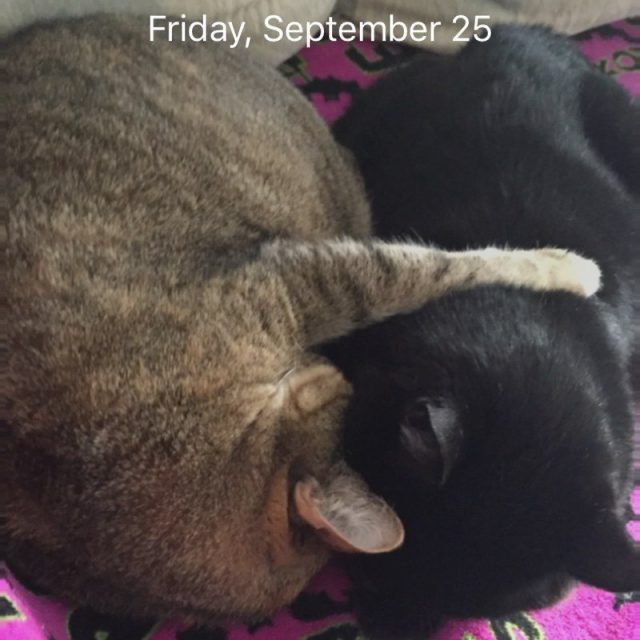 Findus Loves Mousey