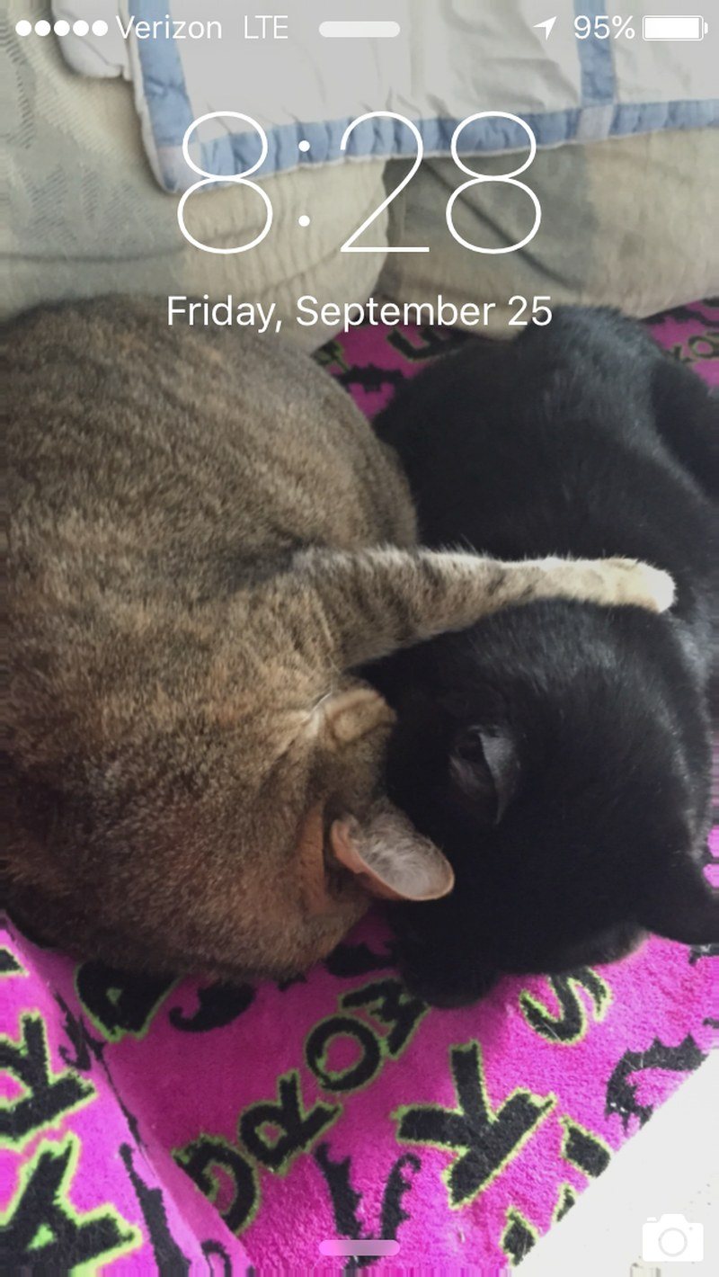 Findus Loves Mousey