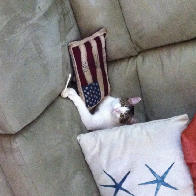 Daddy Made Me A "fort"!