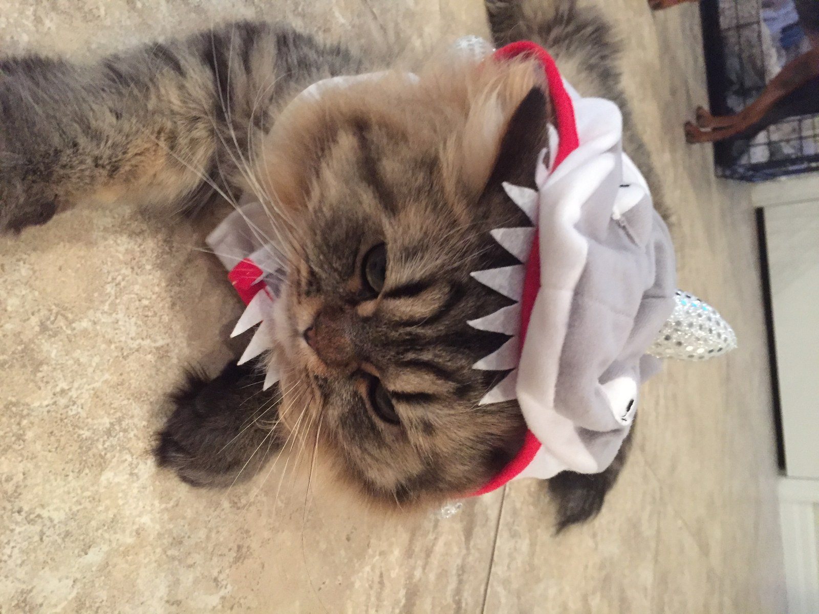 Hi My Name Is Gizmo And I Love Dressing Up! Especially Like A Shark! :-) Meow