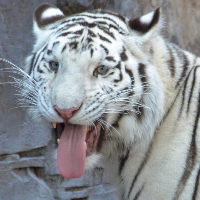 Not Your Average Cat!