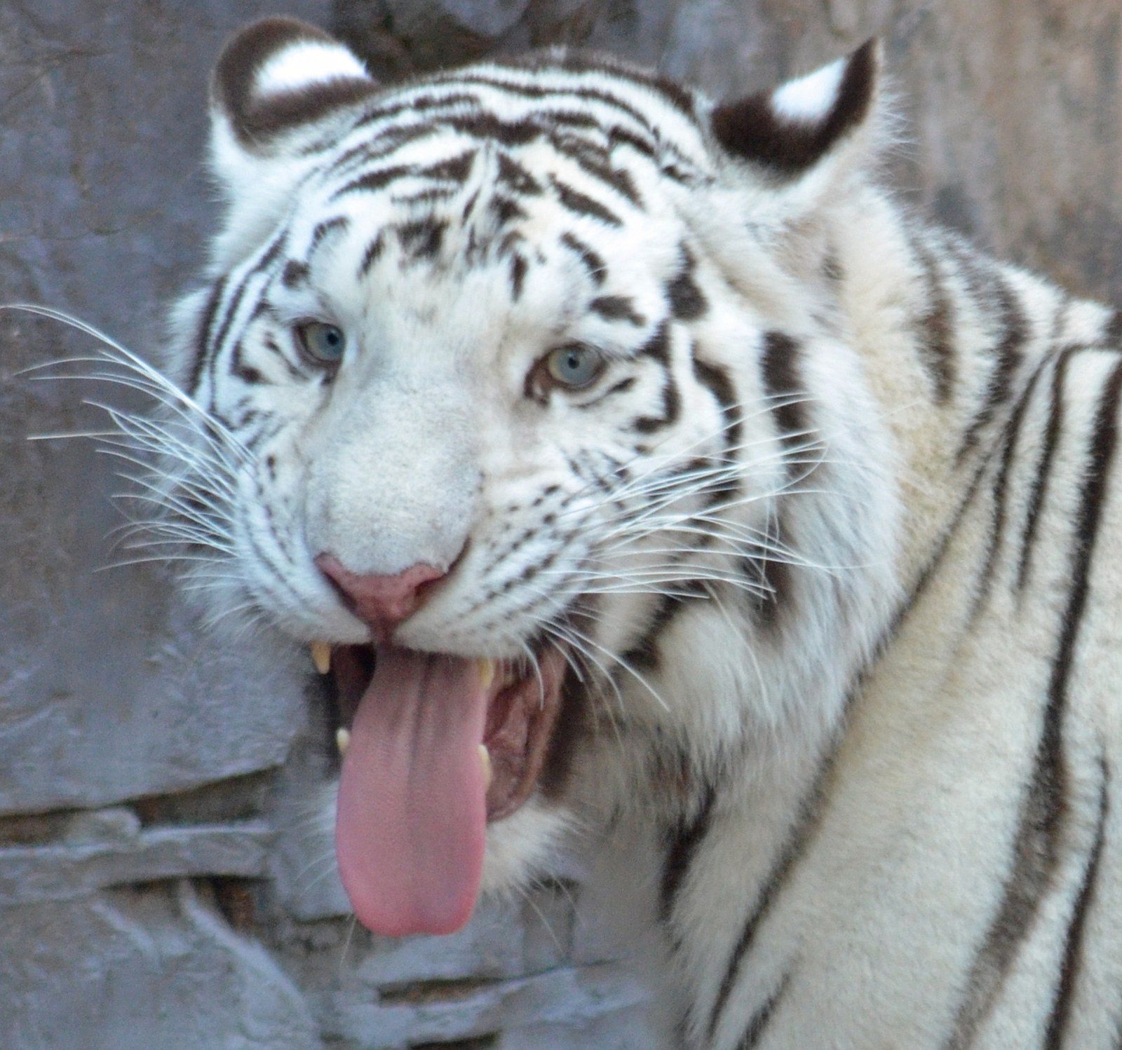 Not Your Average Cat!