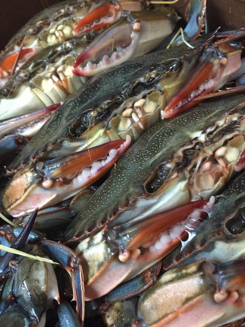 Fresh Soft Shell Crabs @ Maison Martinique Restaurant!