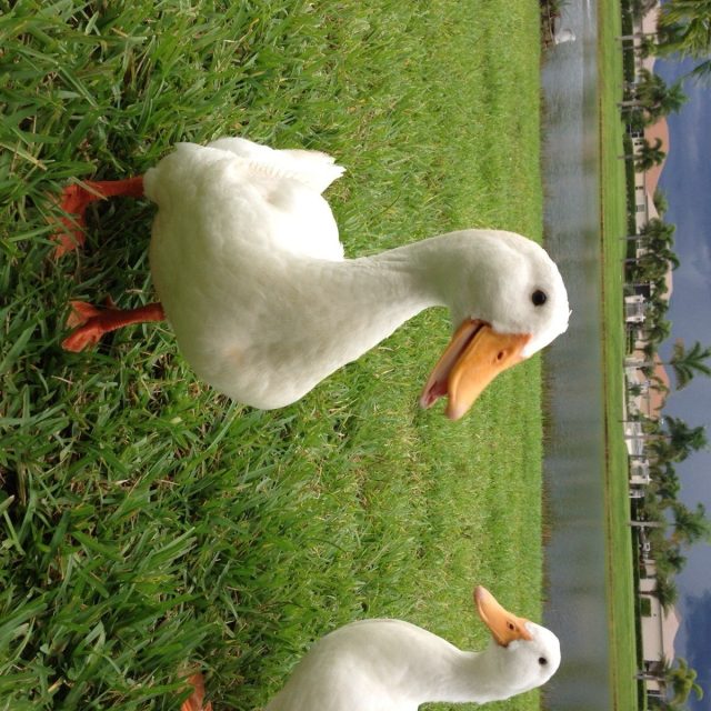 Storms A'coming Quack Quack
