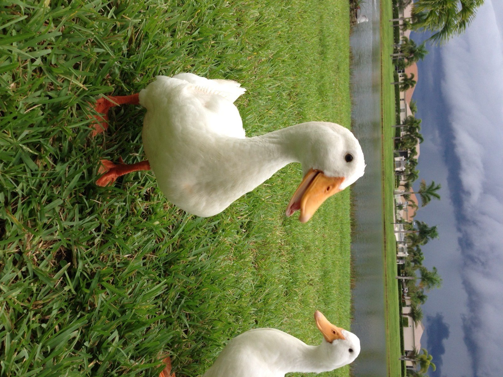 Storms A'coming Quack Quack