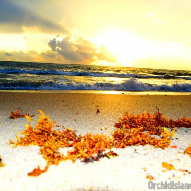 Morning Sea Weeds
