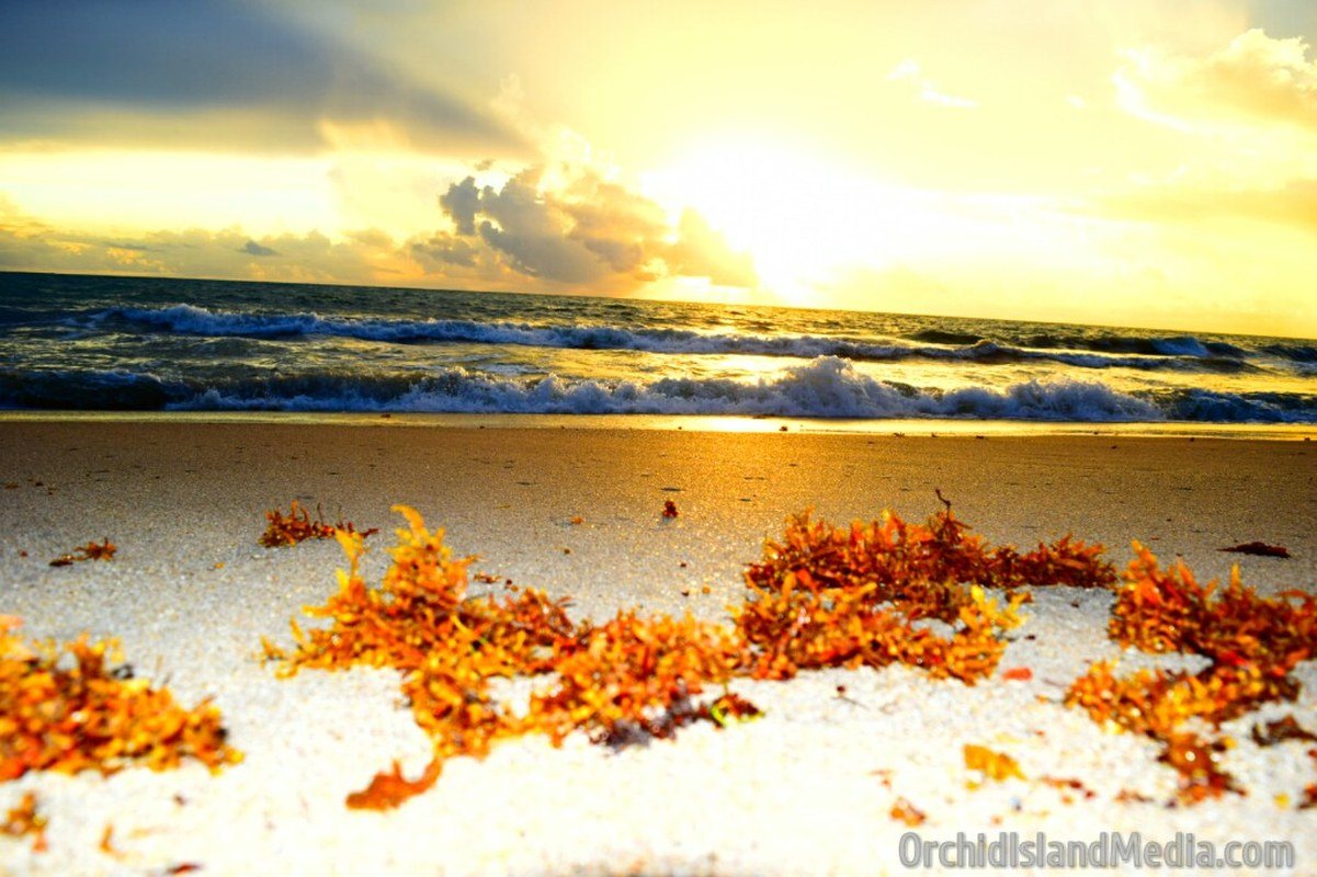Morning Sea Weeds