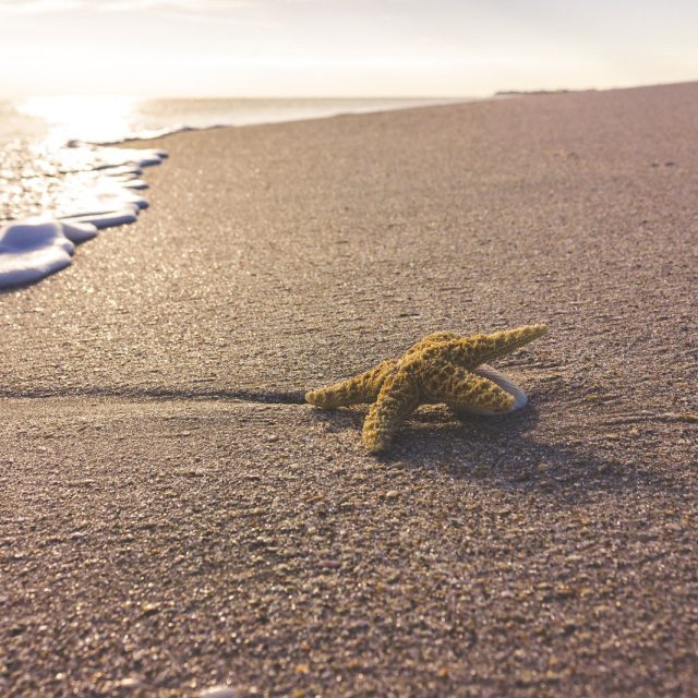 Little Starfish