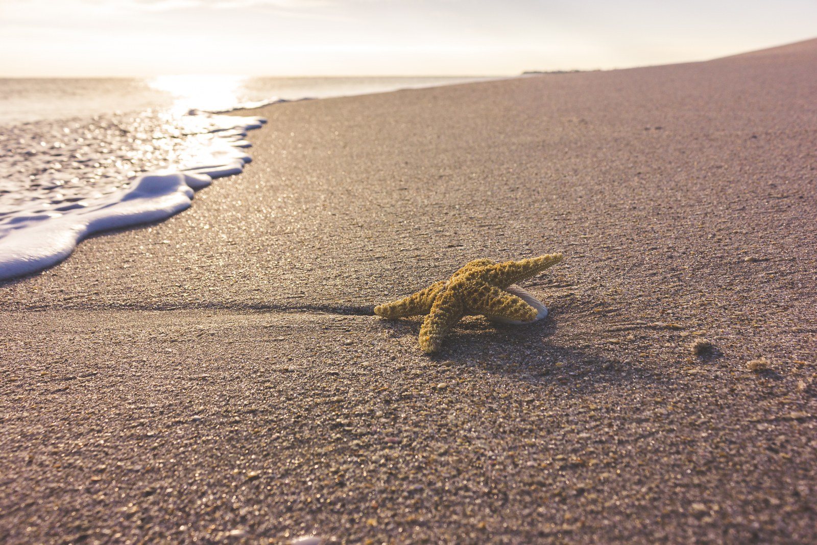 Little Starfish