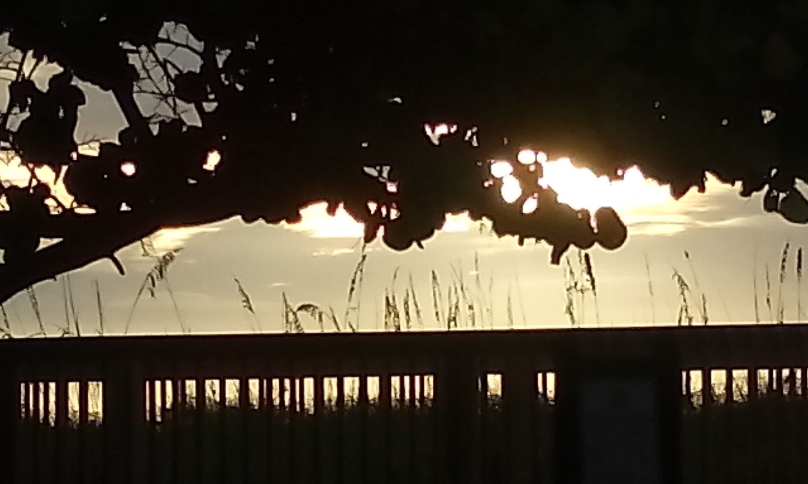 Morning Glow