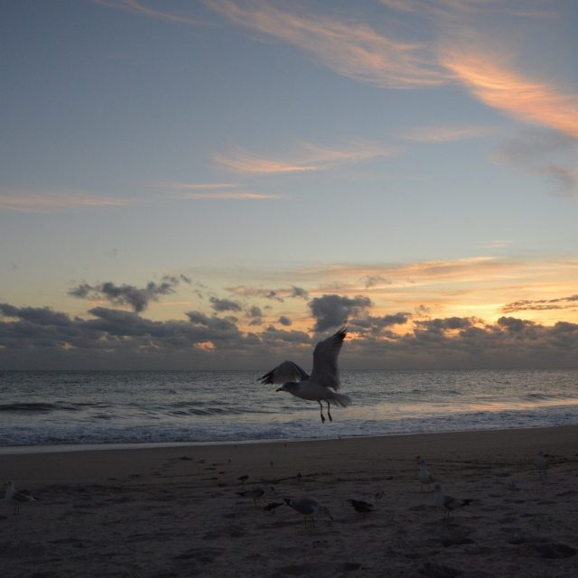 Friendly Seagulls
