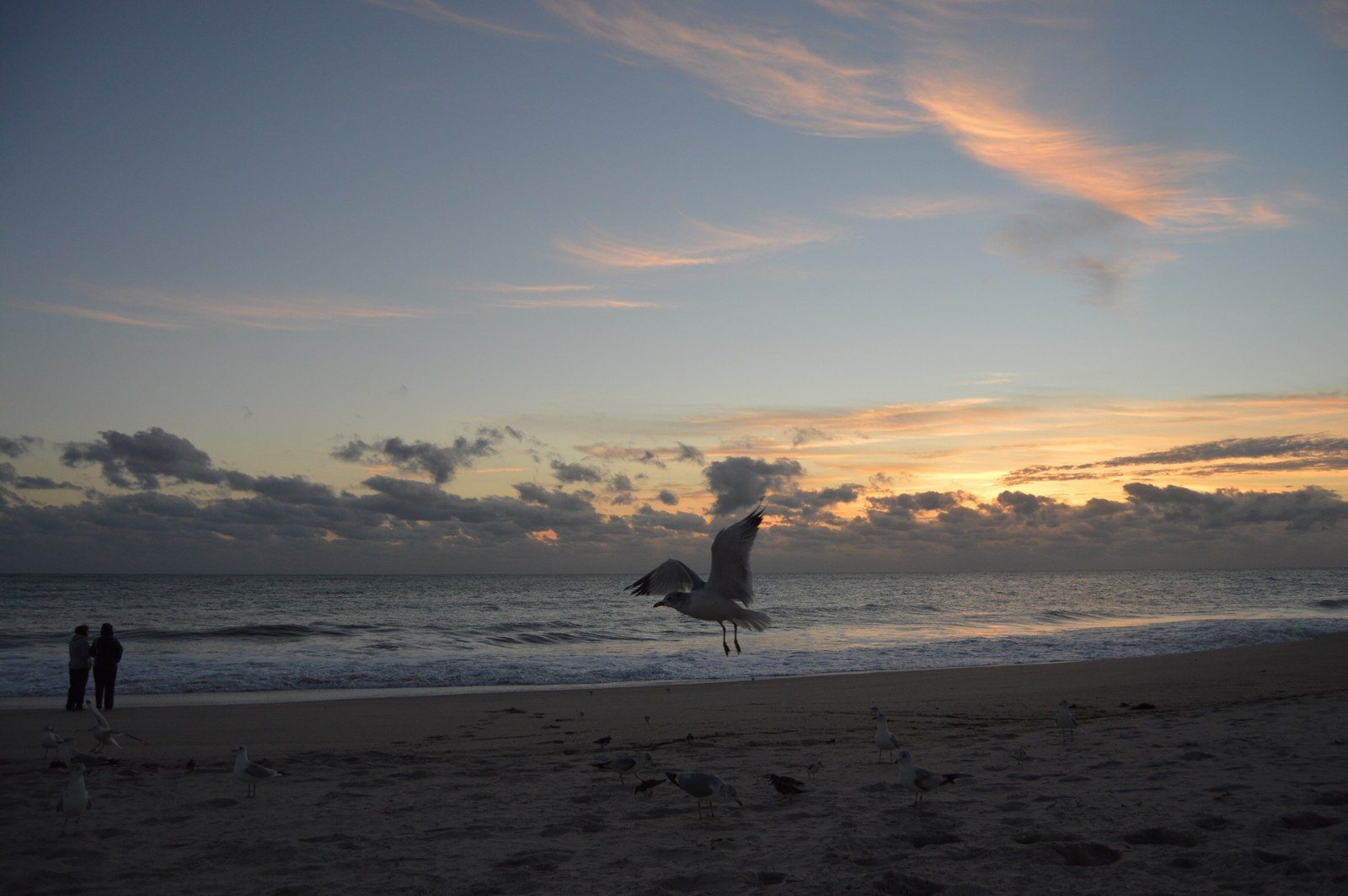 Friendly Seagulls