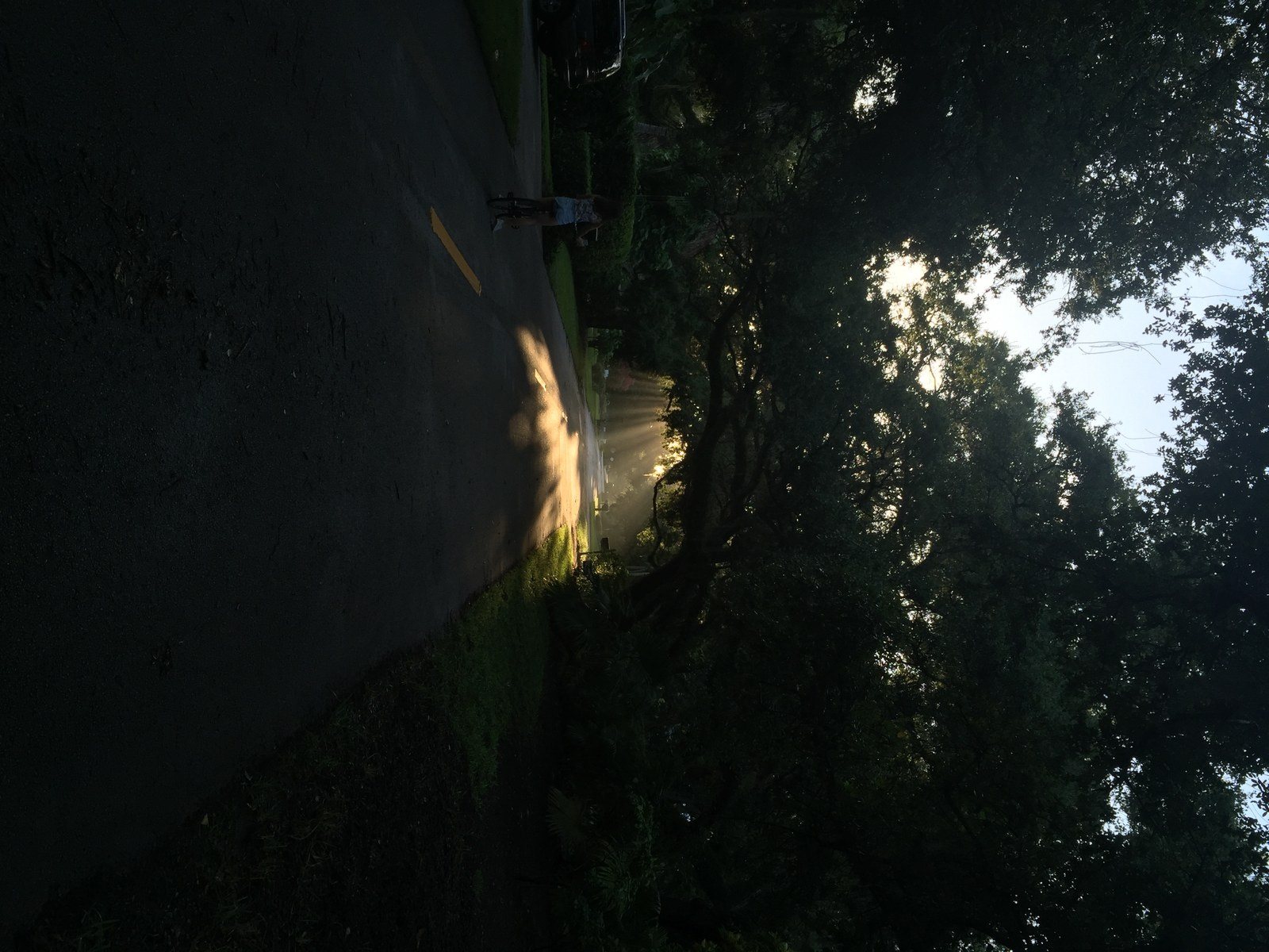 Bike Rides To Lemon Tree