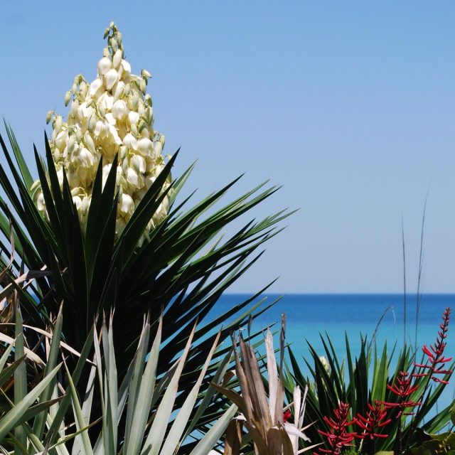 Flowers Of The Beach