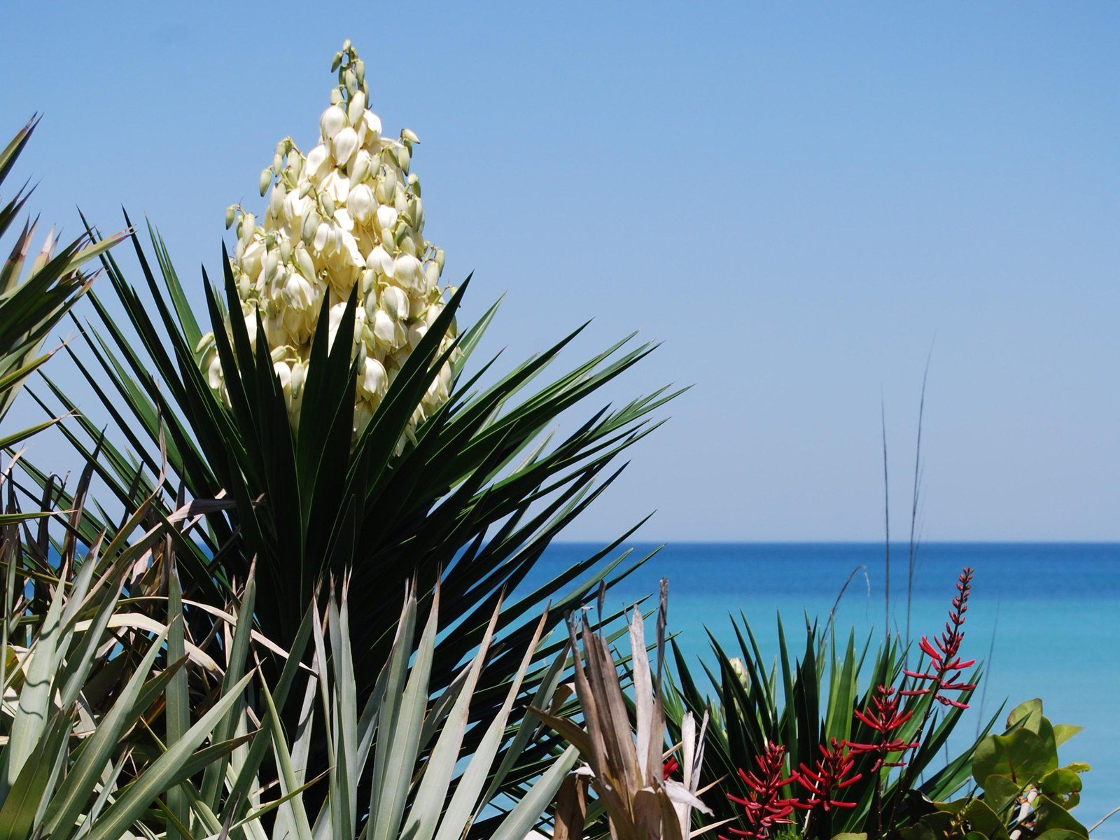 Flowers Of The Beach