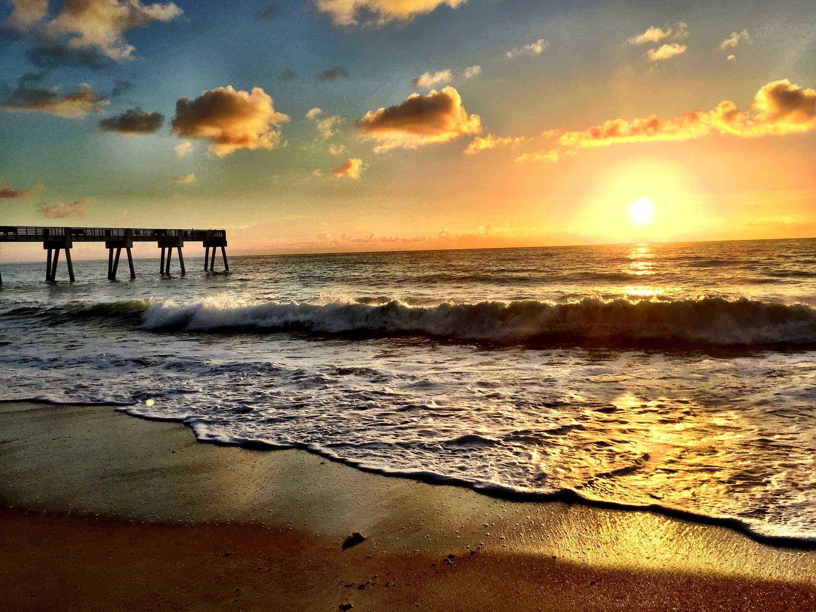 Morning Glory