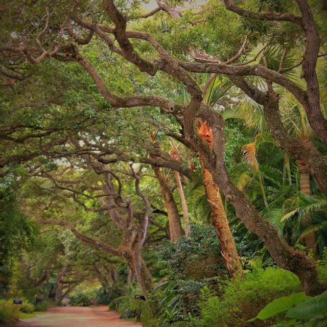 Shady Oaks