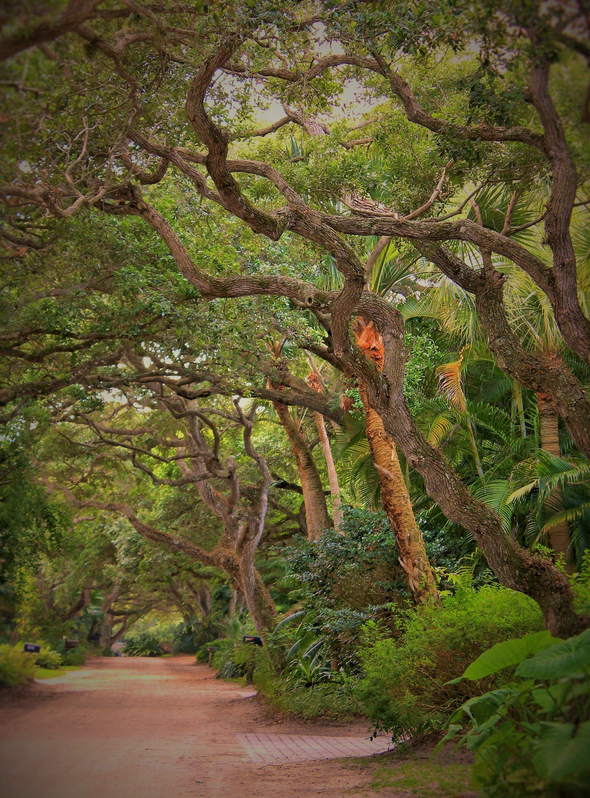 Shady Oaks