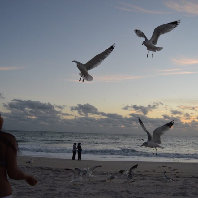 Bird Lady