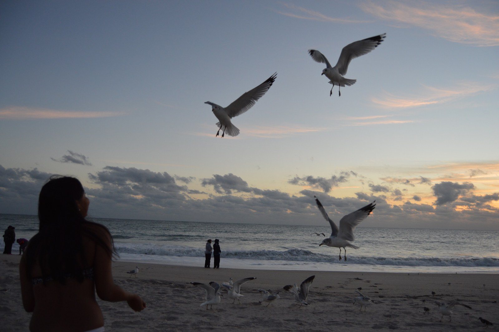 Bird Lady