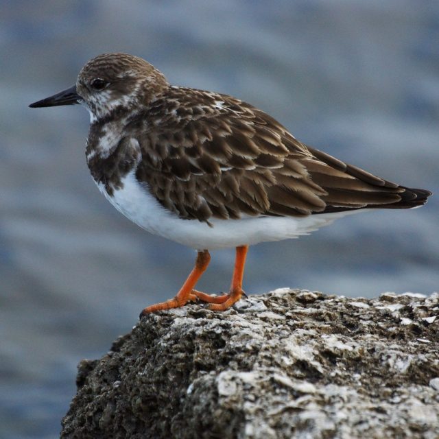 Florida Fowl