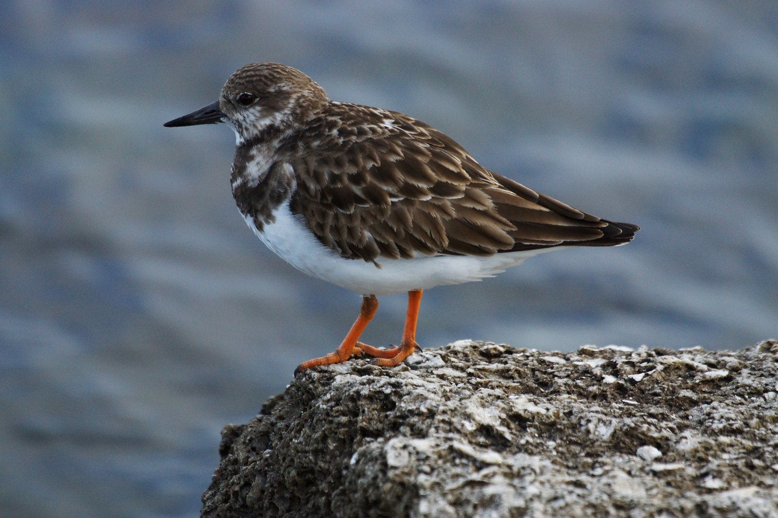 Florida Fowl