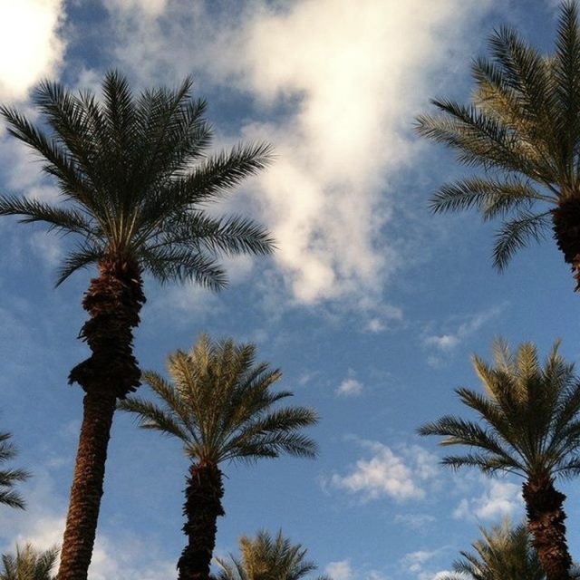 Relaxing: View From Hammock