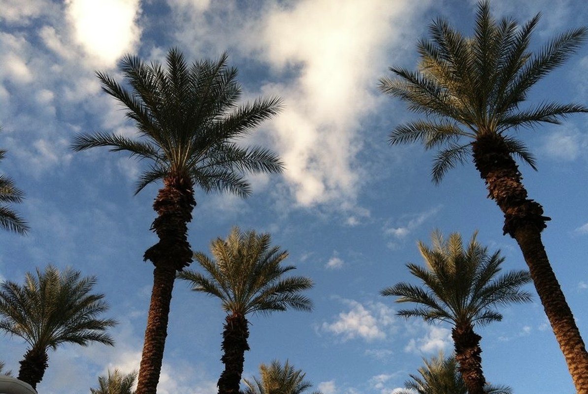 Relaxing: View From Hammock